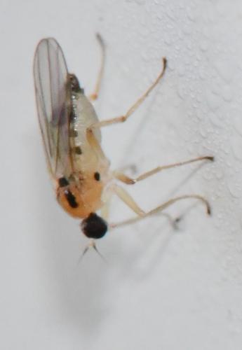 Réf. 344 822 : Drapetis ephippiata